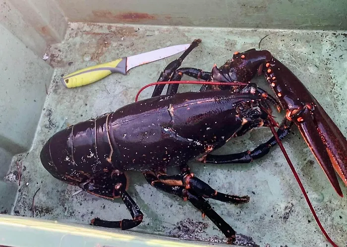 5 Person In Flatanger